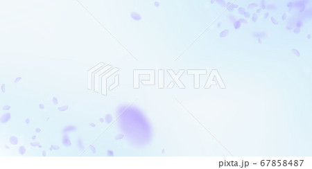 Violet flower petals falling down. Fetching romant Violet flower petals falling down. Fetching romant 67858487