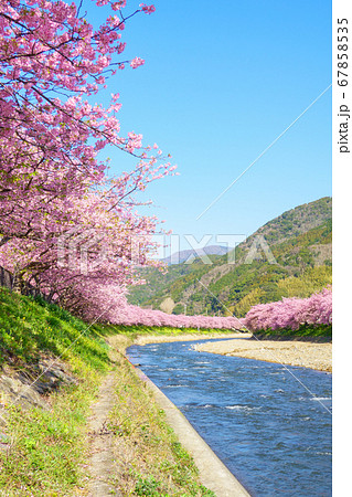 河津桜（河津町） 67858535