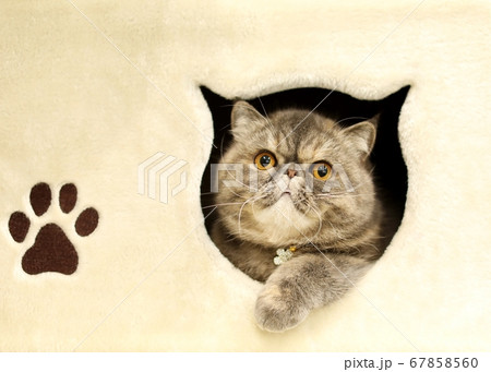 エキゾチックショートヘア 67858560