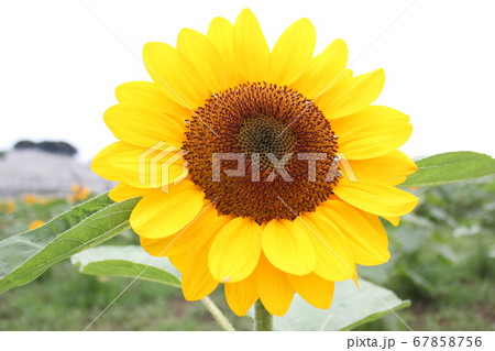ひまわり -Sunflower- *****向日葵***** ひまわり -Sunflower- *****向日葵***** 67858756