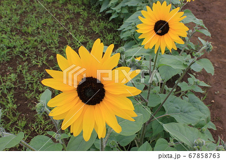ひまわり -Sunflower- *****向日葵***** ひまわり -Sunflower- *****向日葵***** 67858763