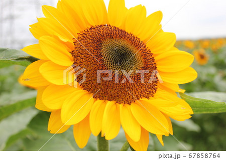 ひまわり -Sunflower-　 **＊＊＊向日葵＊＊＊** 67858764