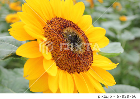 ひまわり -Sunflower- *****向日葵***** ひまわり -Sunflower- *****向日葵***** 67858766