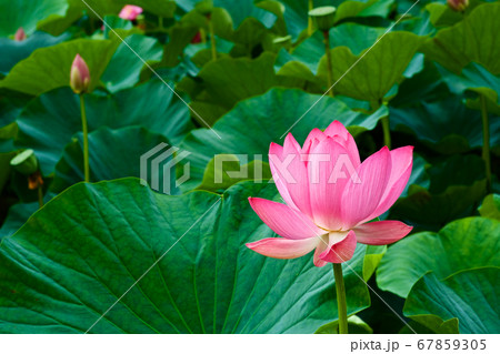 早朝の池に咲く美しい古代ハスの花 67859305