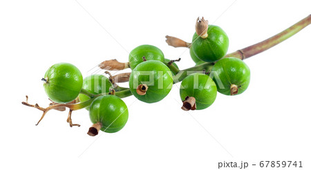 Thai Cardamom (Amomum krevanh) isolated on white background 67859741