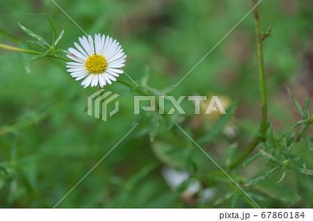 ペラペラヨメナ 67860184