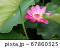 蓮 ピンク 花 67860325