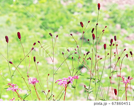 Herbal Medicine Waremokou Wildflower Alpine Stock Photo