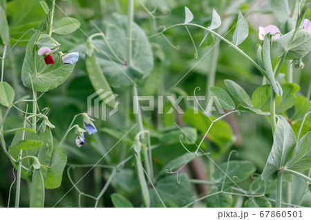 Green pea plant with pods in garden Green pea plant with pods in garden 67860501