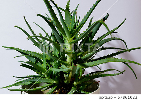 ハーブ アロエ 鉢植え ハーブ アロエ 鉢植え 67861023