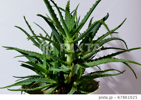ハーブ　アロエ　鉢植え 67861025