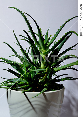 ハーブ アロエ 鉢植え ハーブ アロエ 鉢植え 67861026