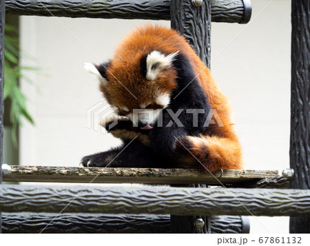 シセンレッサーパンダ 67861132