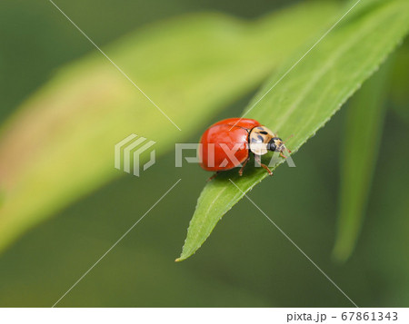 ナミテントウ ナミテントウ 67861343