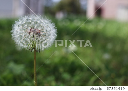 タンポポの綿毛05 67861419