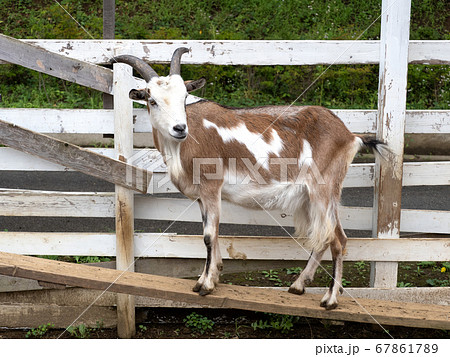 ヤギ 67861789