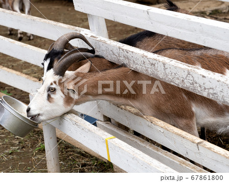 ヤギ ヤギ 67861800