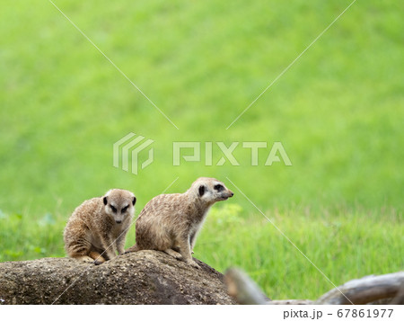 ミーアキャット 67861977