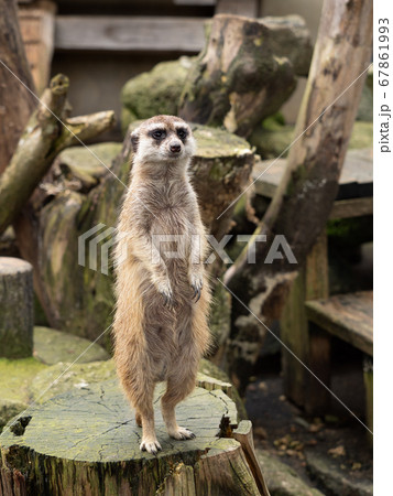 ミーアキャット 67861993