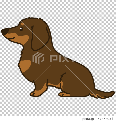 お座りするチョコレートタンのミニチュアダックスフンド 横向き 主線ありのイラスト素材