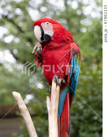 ベニコンゴウインコ 67862335