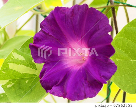 アサガオの花 67862555