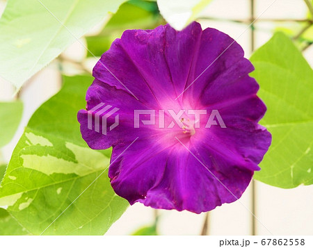 アサガオの花 67862558