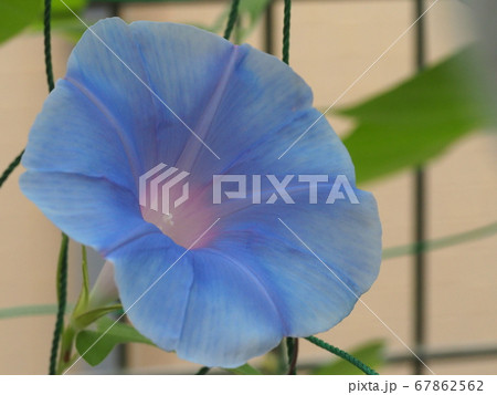 アサガオの花 67862562