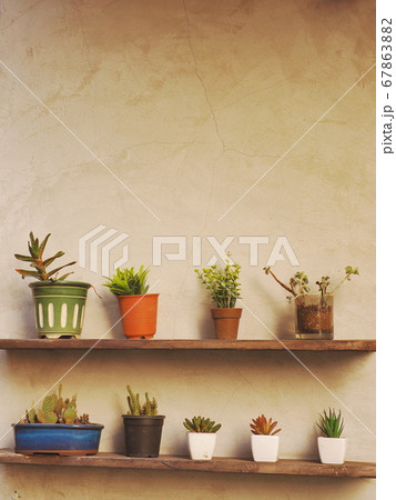 多肉植物 67863882