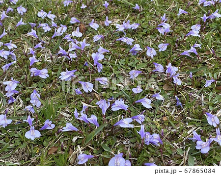 芝生と一面の青い花 花の名前はわからないの写真素材