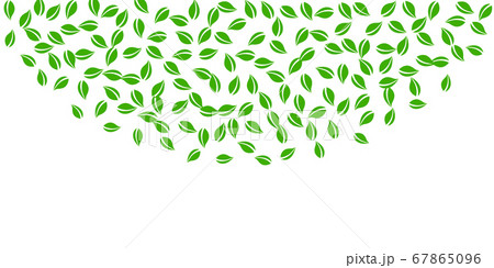Falling green leaves. Fresh tea random leaves flyi 67865096