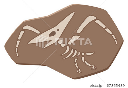 かわいい恐竜の化石のイラスト プテラノドンのイラスト素材