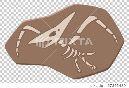 かわいい恐竜の化石のイラスト プテラノドンのイラスト素材