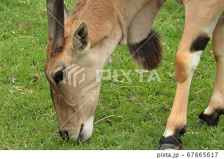 エランド エランド 67865617