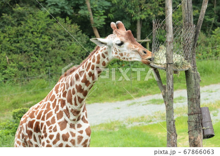 キリンの顔 67866063