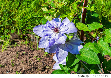 Flower garden clematis. 67866819