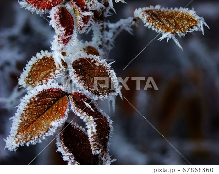 霜が降りる葉 霜が降りる葉 67868360