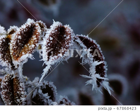 霜が降りる葉 67868423