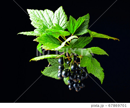 Branch of black currant  with leaves and ripe 67869701