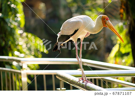 Portrait of milk stork on a fence Portrait of milk stork on a fence 67871107