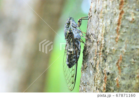 ツクツクボウシ オスの写真素材 [67871160] - PIXTA