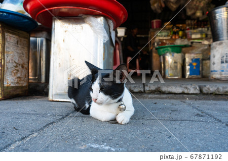 Black-white cat with a bell on a collar, lies on 67871192