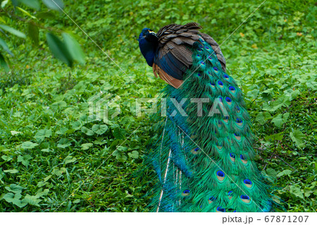 A beautiful manicured peacock walks in a green A beautiful manicured peacock walks in a green 67871207