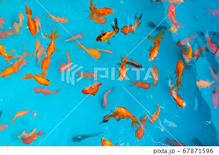 Colored tropical fish in a decorative pond. Orange 67871596
