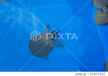 Turtles in a blue basin. Turtles will be released. 67871597