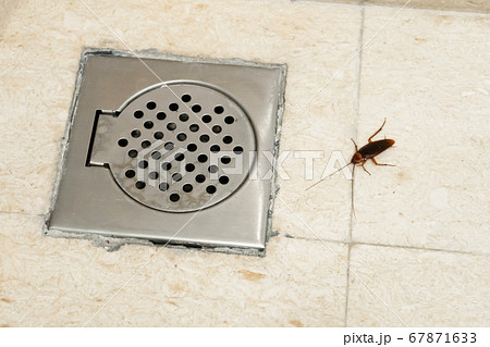 Cockroach in the bathroom near the drain hole. The 67871633