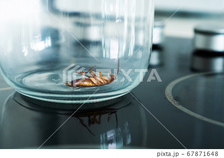 Cockroach in a glass jar in the kitchen Cockroach in a glass jar in the kitchen 67871648