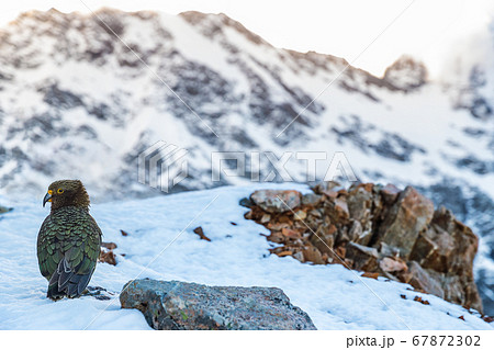 New Zealand Kea bird in snow mountains. It is the only alpine parrot in the word. Travel nature lifestyle 67872302