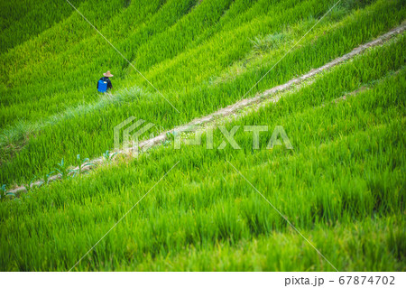 Spraying bug and weed killer chemical on Spraying bug and weed killer chemical on 67874702
