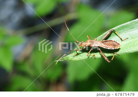 ホソヘリカメムシ ホソヘリカメムシ 67875479